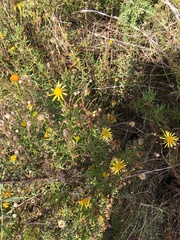 Limbarda crithmoides