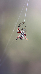 Neoscona domiciliorum