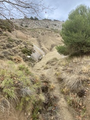 Lomatium papilioniferum