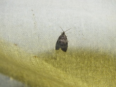 Syricoris lacunana