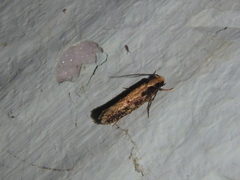 Monopis crocicapitella