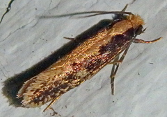 Monopis crocicapitella