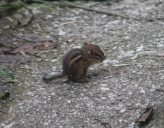 Tamias striatus
