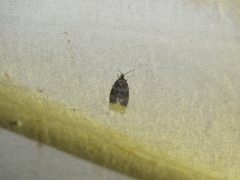 Syricoris lacunana