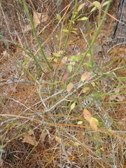 Vaccinium elliottii