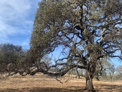 Quercus × jolonensis