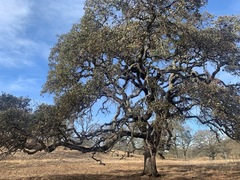 Quercus × jolonensis