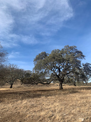 Quercus × jolonensis