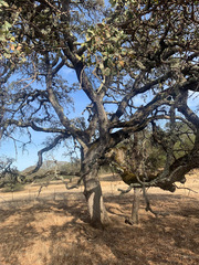 Quercus × jolonensis