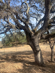 Quercus × jolonensis