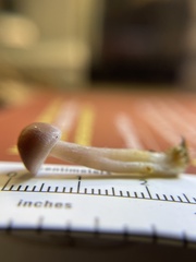 Mycena pura