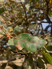 Quercus × jolonensis