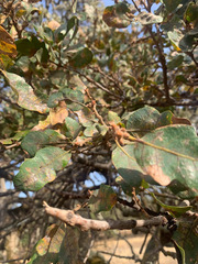 Quercus × jolonensis