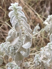 Mercurialis tomentosa