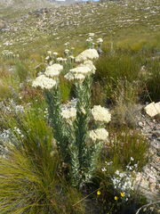Syncarpha milleflora