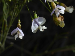 Psoralea elegans