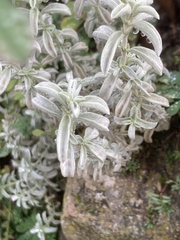 Mercurialis tomentosa