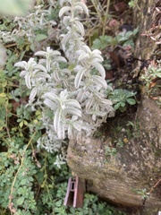 Mercurialis tomentosa