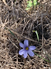Sisyrinchium pruinosum