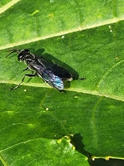 Lyroda
