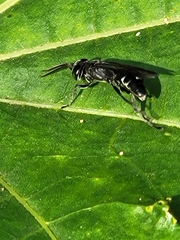 Lyroda
