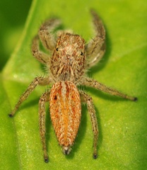 Marpissa radiata