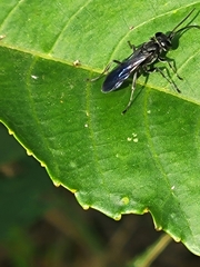 Lyroda