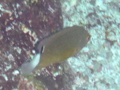 Pomacentrus bankanensis