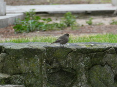 Phoenicurus ochruros