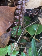 Umbilicus rupestris
