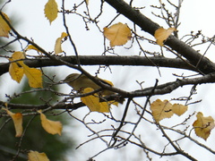 Phylloscopus collybita