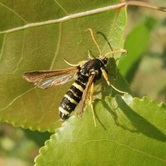 Paranthrene tabaniformis