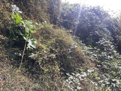 Muehlenbeckia complexa