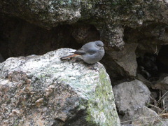 Phoenicurus ochruros