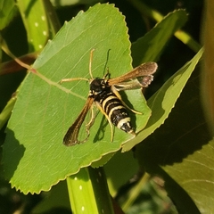 Paranthrene tabaniformis