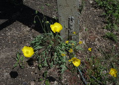 Papaver nudicaule