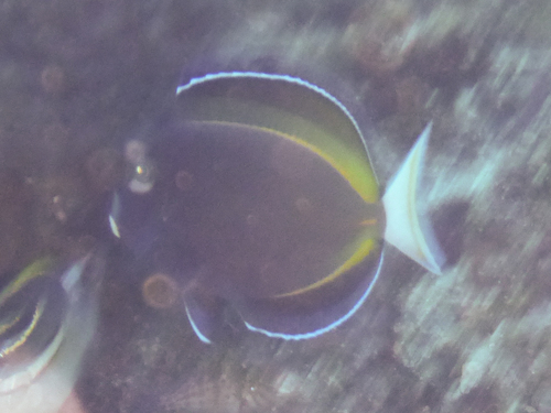 Whitecheek Surgeonfish — seen at this dive site