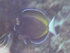 Acanthurus nigricans