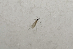 Trichocera