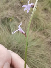 Lobelia camporum