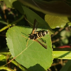 Paranthrene tabaniformis