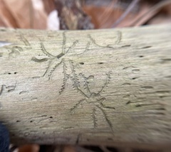 Pityogenes bidentatus