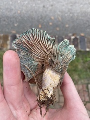 Lactarius paradoxus
