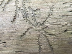 Pityogenes bidentatus