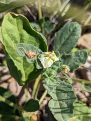 Chamaesaracha sordida