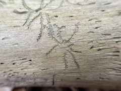 Pityogenes bidentatus