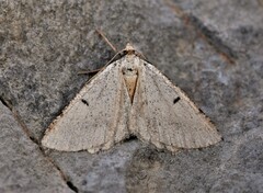 Isturgia berytaria