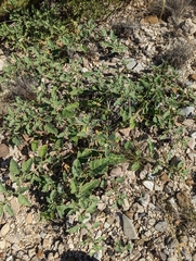 Chamaesaracha sordida