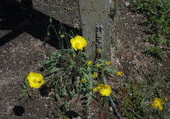 Papaver nudicaule