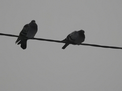 Columba livia domestica